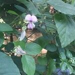 Neustanthus phaseoloides फूल