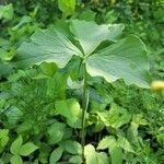 Trillium cernuum Leaf