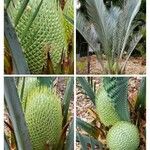 Macrozamia lucida Habitus