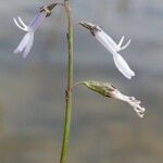 Lobelia dortmanna Sonstige