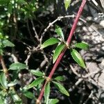 Rubia fruticosa Hoja