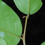 Uvaria obanensis Hoja