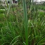 Cyperus alopecuroides Blatt