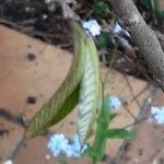 Asimina triloba Leaf
