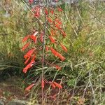 Russelia equisetiformis Floare