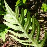 Polypodium cambricum Folio