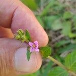 Cuphea ericoides Flor