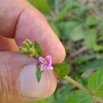 Cuphea ericoides Blomst