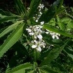 Rubus pensilvanicus Blatt