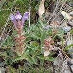 Scutellaria alpina Habit