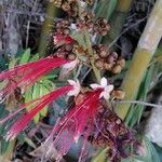 Calliandra houstoniana ফুল