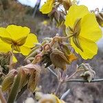 Helianthemum syriacum Žiedas