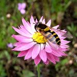 Rhodanthe chlorocephala Çiçek