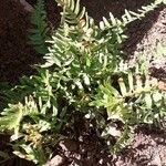 Polypodium californicum Hoja