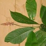 Isertia spiciformis Leaf
