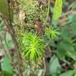 Mayaca fluviatilis Leaf