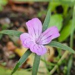 Agrostemma githago Flower