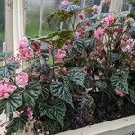 Begonia incarnata Costuma