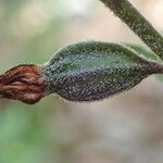 Epipactis microphylla Ovoce