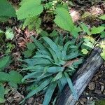 Carex plantaginea Leaf