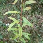 Oenothera glazioviana 葉