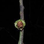 Uvariodendron molundense Flor