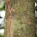 Licania densiflora Bark