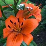 Lilium bulbiferumBlomst