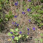 Phacelia parryi Hábito