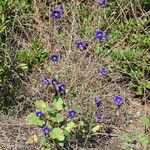 Phacelia parryi Агульны выгляд