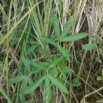 Comarum palustre Leaf