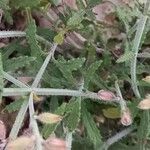 Salvia aegyptiaca Leaf