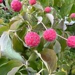 Cornus kousa Fruto