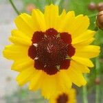 Coreopsis tinctoriaKvět