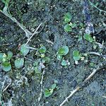 Bacopa rotundifolia