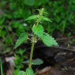 Urtica chamaedryoides Hábitos