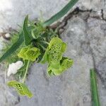 Bupleurum angulosum Kukka