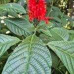 Pachystachys spicata Leaf