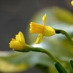 Narcissus jonquillaFlower