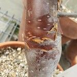 Bursera schlechtendalii Corteza