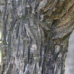 Bridelia cathartica Corteza