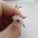 Pterocephalus plumosus Flower