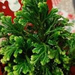 Selaginella kraussiana 叶