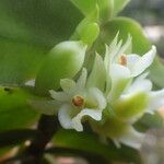 Calyptrochilum christyanum Кветка