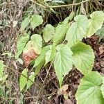 Begonia formosana Leaf