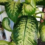 Dieffenbachia seguineBlatt