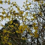 Forsythia intermedia Habitatea