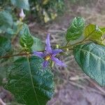 Solanum paludosum Λουλούδι