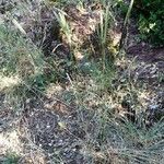 Phleum phleoides অভ্যাস