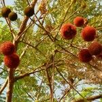 Parkia biglobosa Fruit